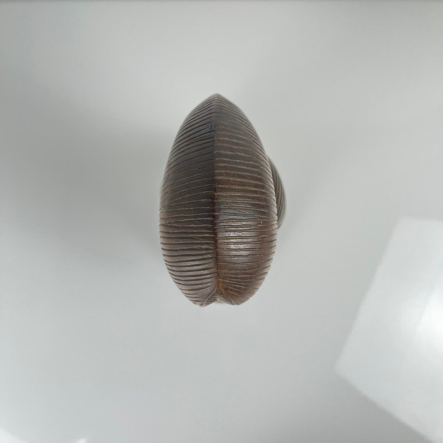 Buste féminin sculpté à la main en bois noir, style Baoulé, 1960/90